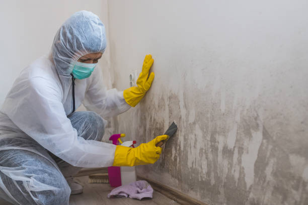 Biohazard Mold Removal in Fairmount, NY